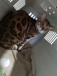 Forvet Ambulatorio Veterinario, Maglie orari di apertura