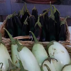 Azienda Agricola Cappelletti, Monza orari di apertura