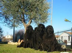 G&G Blackflowers- Allevamento Cane di Terranova, Saludecio orari di apertura