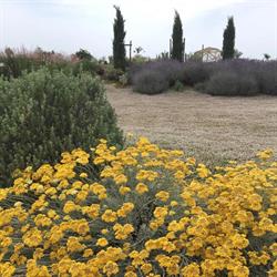 98.3 Piante Mediterranee, Tarquinia orari di apertura