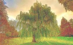 Vivai Il Salice, Cornate d'Adda orari di apertura