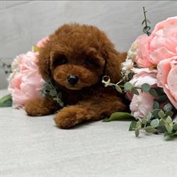 Carini & Coccolosi Allevamento di Barboncini Toy e Mini & Golden Retriever, Nettuno orari di apertura