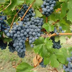 Azienda Agricola Guarnero, Moncalvo orari di apertura