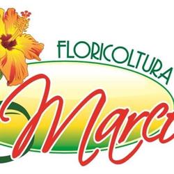 Floricoltura Marcon, Fonzaso orari di apertura