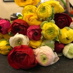 Fiori di Ferrua Paola, Cuneo orari di apertura