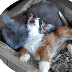 Petbestchoice, Loreo orari di apertura