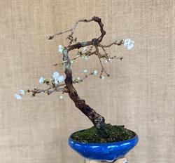 Bonsai Centro Botanico, Alba orari di apertura