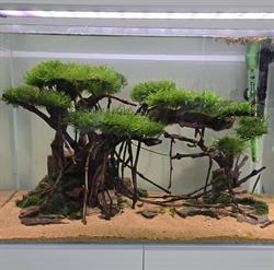 Acquarigiapponesizen, Palermo orari di apertura