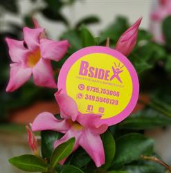 Bside Sbt, San Benedetto del Tronto orari di apertura