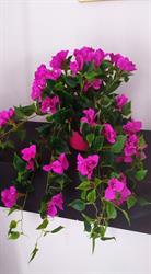 Le Bougainville, Bari orari di apertura
