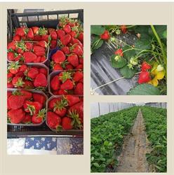 Azienda agricola Ferrari Cosetta, San Pietro in Casale orari di apertura
