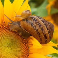 Escargot - La Bottega dei Sapori, Genazzano orari di apertura