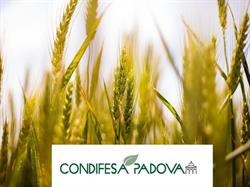 Condifesa Veneto Est, Padova orari di apertura
