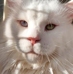 Prince of Maine cattery, Vigodarzere orari di apertura