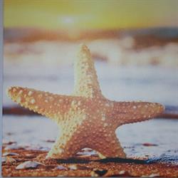 Sea Star Santa Marinella, orari di apertura