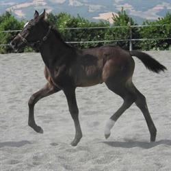 Circolo Dressage Il Ponte Viagrande, Aci Sant'Antonio orari di apertura