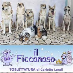 Il Ficcanaso Toelettatura, Bologna orari di apertura