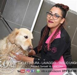 Trendy Dog, Ancona orari di apertura