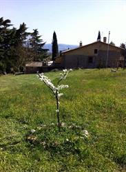 La Terrazza B&B, Castiglione in Teverina orari di apertura