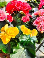 Flororticola di Alexis Gosso, Manzano orari di apertura