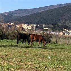 Centro Ippico Due Case, Firenze orari di apertura