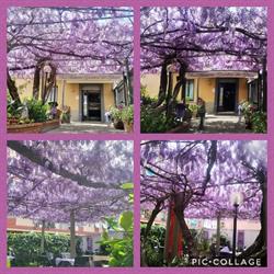 Giardino dei Glicini, La Spezia orari di apertura