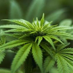 Loco Cannabis Store, Locorotondo orari di apertura