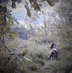 Allevamento cocker spaniel inglese Di Monte Ladino, Lumezzane orari di apertura