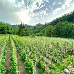 Azienda Agricola Beqiri Xhaferr, Pescia orari di apertura