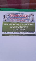 Azienda avicola Brhama isonzo, Pieris orari di apertura