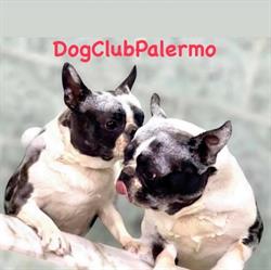 Dog Club Palermo, orari di apertura