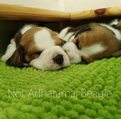 Adharamaj Beagle, Roma orari di apertura