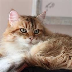 fate siberiane, allevamento gatti siberiani e cani, medico veterinario consulti online, Cesarolo orari di apertura