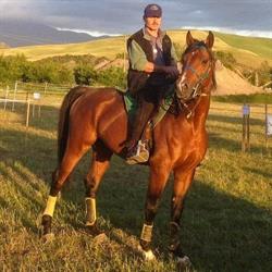 Pegaso Arabians, Barberino di Mugello orari di apertura