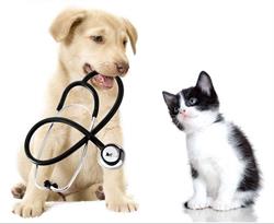Ambulatorio Veterinario Dott. Andrea Tatti-Villasor, orari di apertura