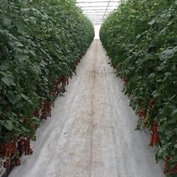 Studio Agronomico Pennuzzi, Formia orari di apertura