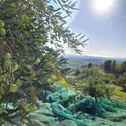 Azienda Agricola Caternicchia, Ribera orari di apertura