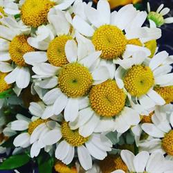 Mini Floreal Fioricoltura, Cagliari orari di apertura
