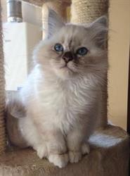 Petite Passion, allevamento amatoriale gatto Sacro di Birmania, Cascina orari di apertura