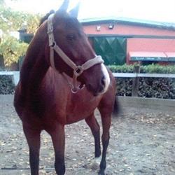 Equiclub Valcurone, Missaglia orari di apertura