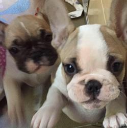 Allevamento Bouledogue francesi Del Bosco del Buren, Brescia orari di apertura