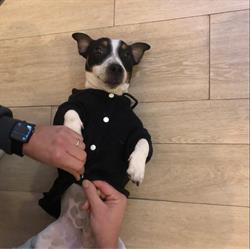 clinica veterinaria tiziano, Roma orari di apertura