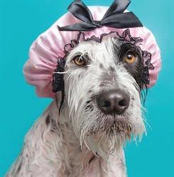 Vanity dog, Roma orari di apertura