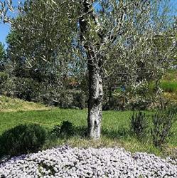 Azienda Agrituristica Cluana, Sant'Elpidio a Mare orari di apertura