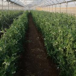 Il pomodoro del Re, Molfetta orari di apertura