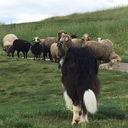 Roma Sheepdog, orari di apertura