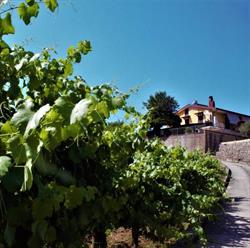 Agriturismo Campo Aperto, Sant'Angelo a Scala orari di apertura