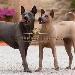 Thai Ridgeback Dog Italia - Allevamento, Gubbio orari di apertura