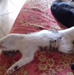 La Signora degli Animali Onlus, Massa Lombarda orari di apertura