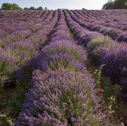 Lavanda Cascina Gelosia, Castelnuovo Don Bosco orari di apertura